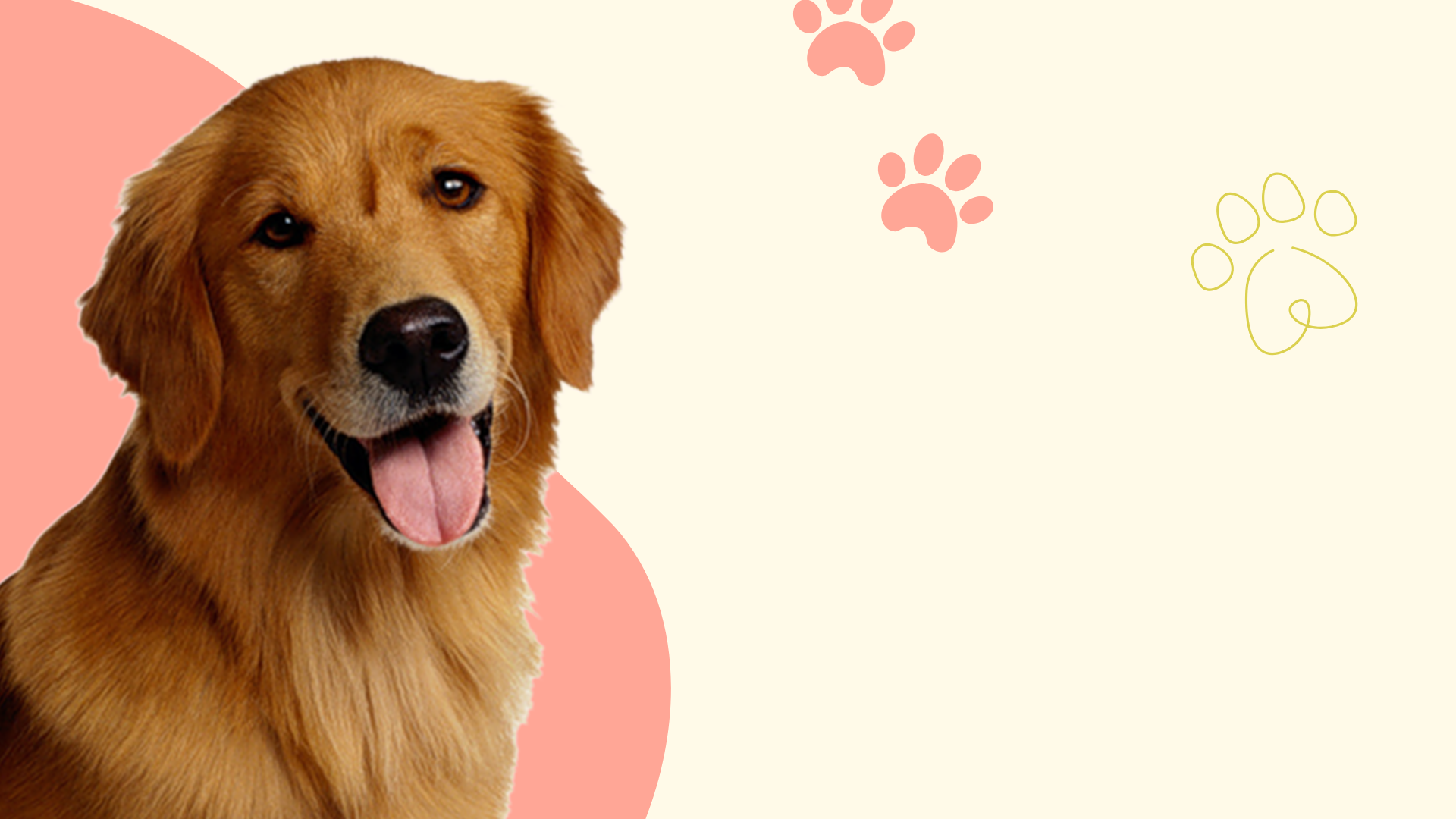 Happy golden retriever dog with playful paw print background – BennyPet pet supplies banner