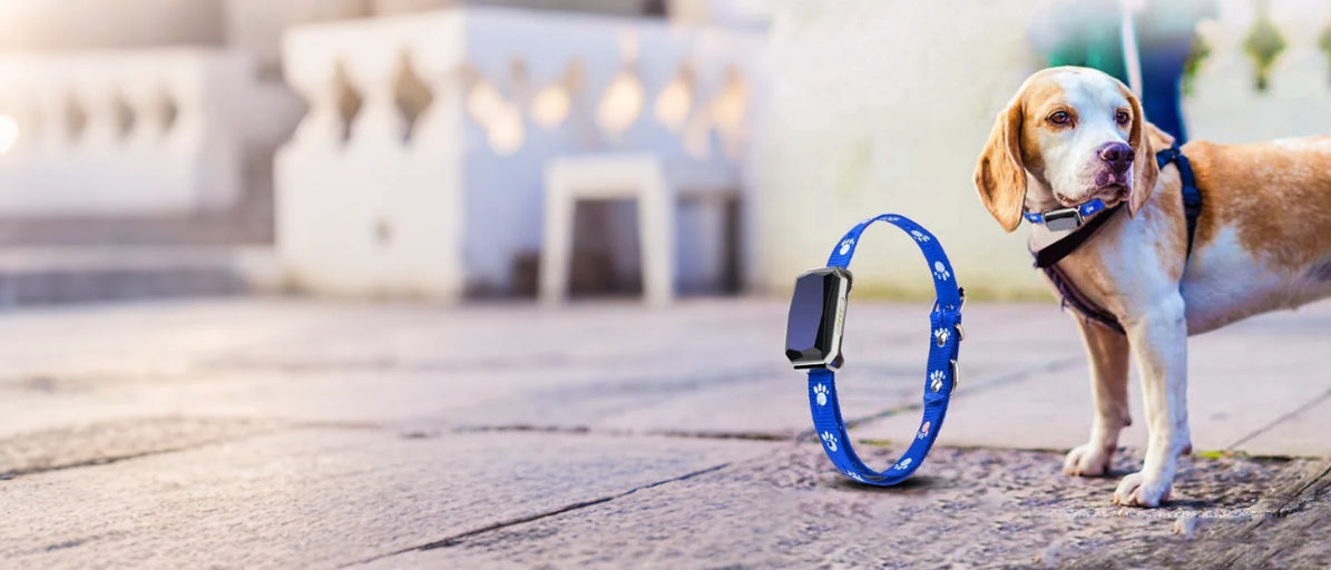 Dog with a blue dog collar and a smart pet tracker on a pavement.